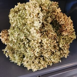 Real Dried Fragile Annabelle Hydrangeas.